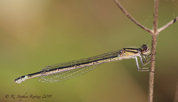 Enallagma davisi, female